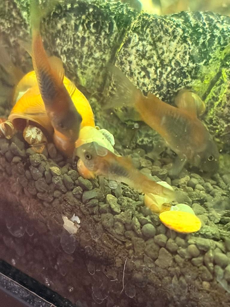 Corydora Orange Venezuela, Dieren en Toebehoren, Vissen | Aquariumvissen, Vis