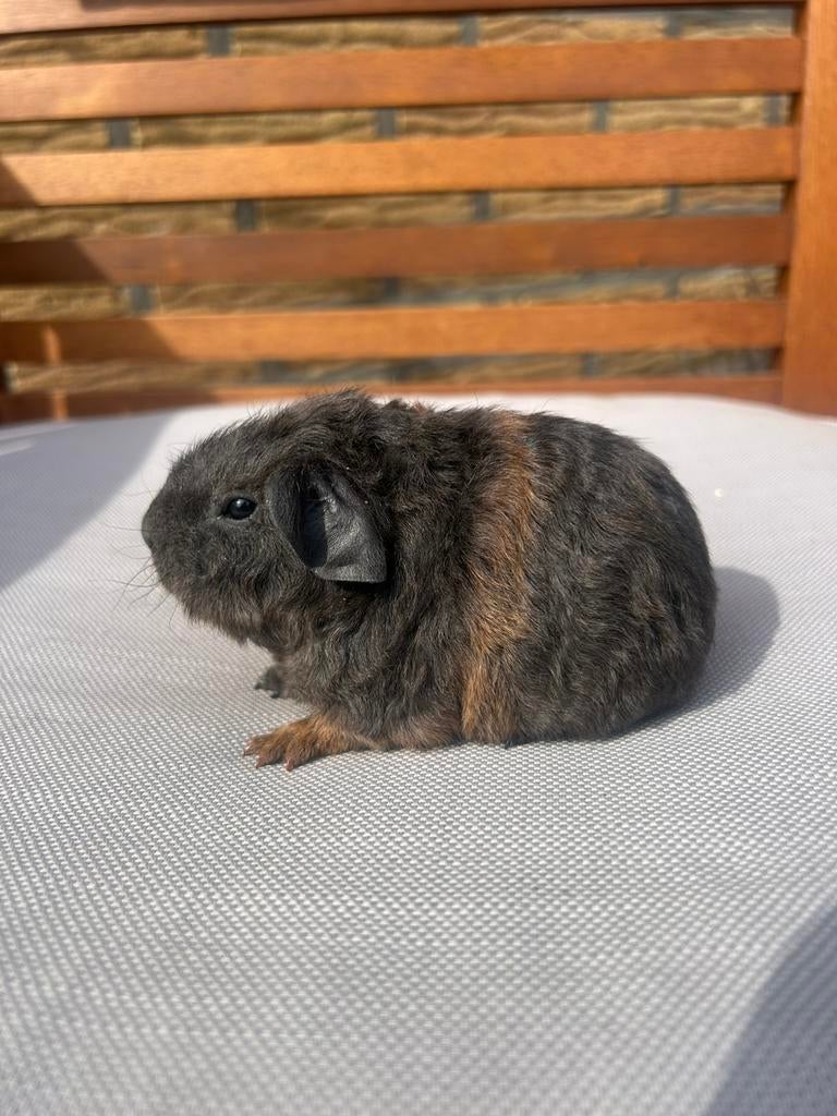 Blauw amber US teddy cavia beertje, Dieren en Toebehoren, Cavia, April, Mannelijk, Tam