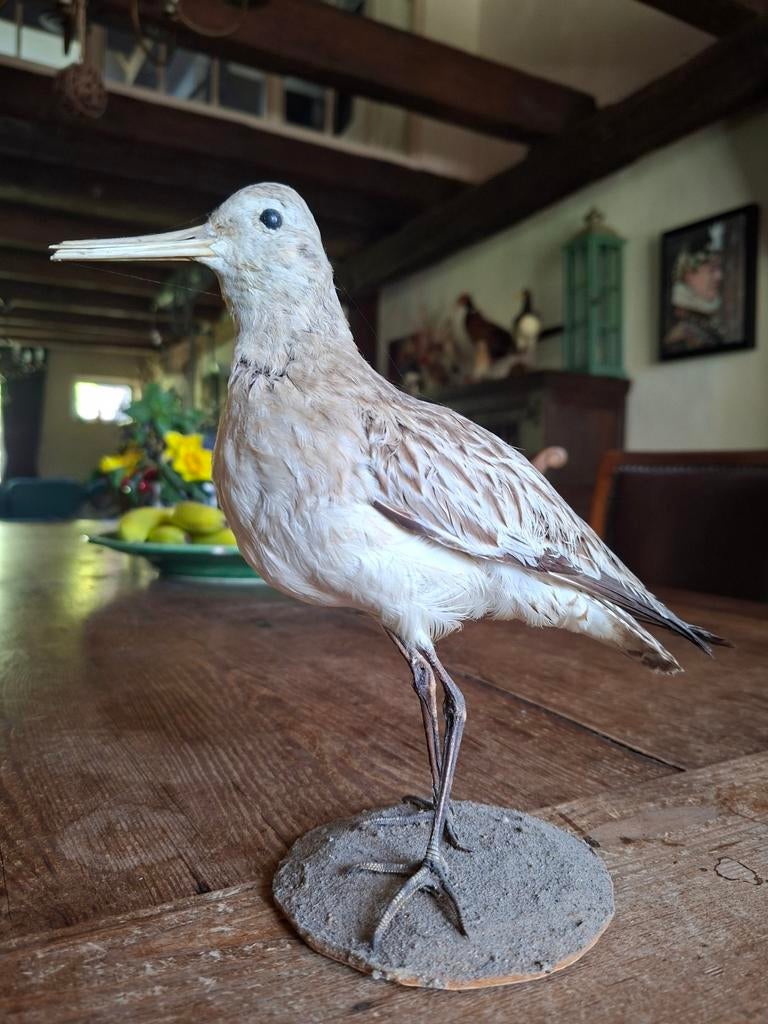 Opgezette Rosse Grutto - Taxidermie, Antiek en Kunst, Ophalen of Verzenden