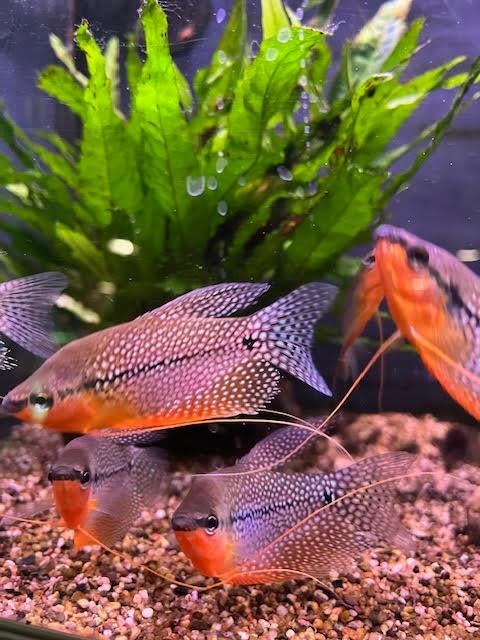 Diamant gourami, Vis, Zoetwatervis