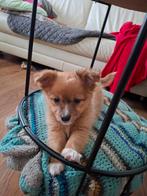 Kleinblijvende gezonde vrolijke vrije pomchi puppy's, Parvo, Overige rassen, 8 tot 15 weken, Meerdere