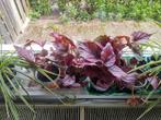 Diverse binnenplanten: Begonia, Graslelie, Varen, Huis en Inrichting, Kamerplanten, Ophalen