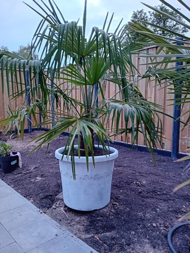 Prachtige palmboom in pot, Ophalen, Palmboom
