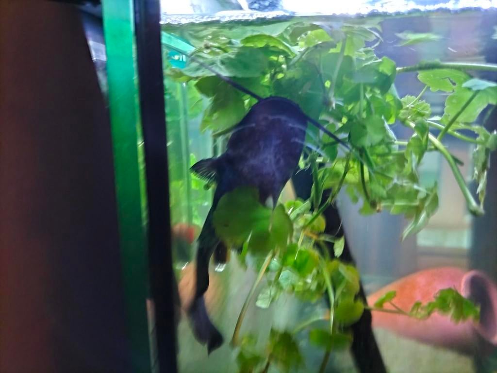 2x eurpese meerval, Dieren en Toebehoren, Vis