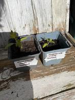 Marmande vleestomaten planten voor uw moestuin, Volle zon, Eenjarig, Ophalen of Verzenden, Zomer