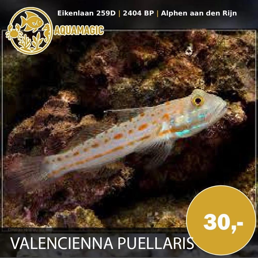 Valencienna Puellaris, Vis, Zoutwatervis