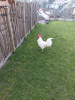 Witte leghorn haan, Mannelijk, Kip