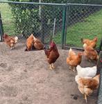 Broedeieren - Legkip (Isa Brown), Dieren en Toebehoren, Pluimvee, Geslacht onbekend, Kip