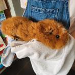 Mooie gezonde Cavia, Cavia, Juli, Vrouwelijk, Tam