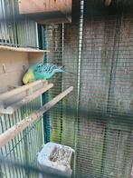 Ruilen mannetje voor een vrouwtje, Mannelijk, Parkiet