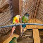 Koppel pyrrhura's, Dieren en Toebehoren, Vogels | Parkieten en Papegaaien, Geslacht onbekend, Parkiet, Geringd