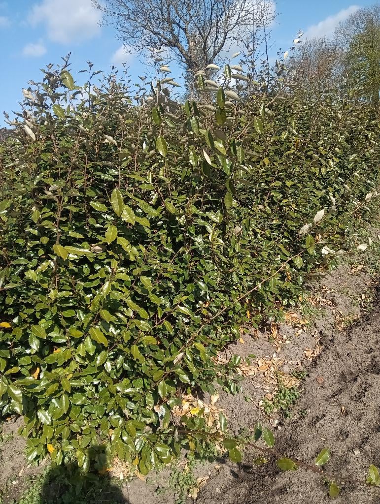 olijfwilg, Tuin en Terras, Planten | Struiken en Hagen, Ophalen, Overige soorten, Struik, 100 tot 250 cm