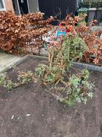 MEGA vlinderstruik - gratis afhalen, Overige soorten, 100 tot 250 cm, Zomer, Ophalen