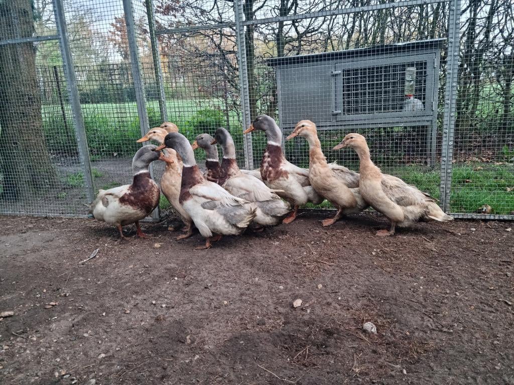 Unieke kans!Volledige fokgroep Sakseneenden Saksische eenden, Dieren en Toebehoren, Pluimvee, Meerdere dieren, Eend