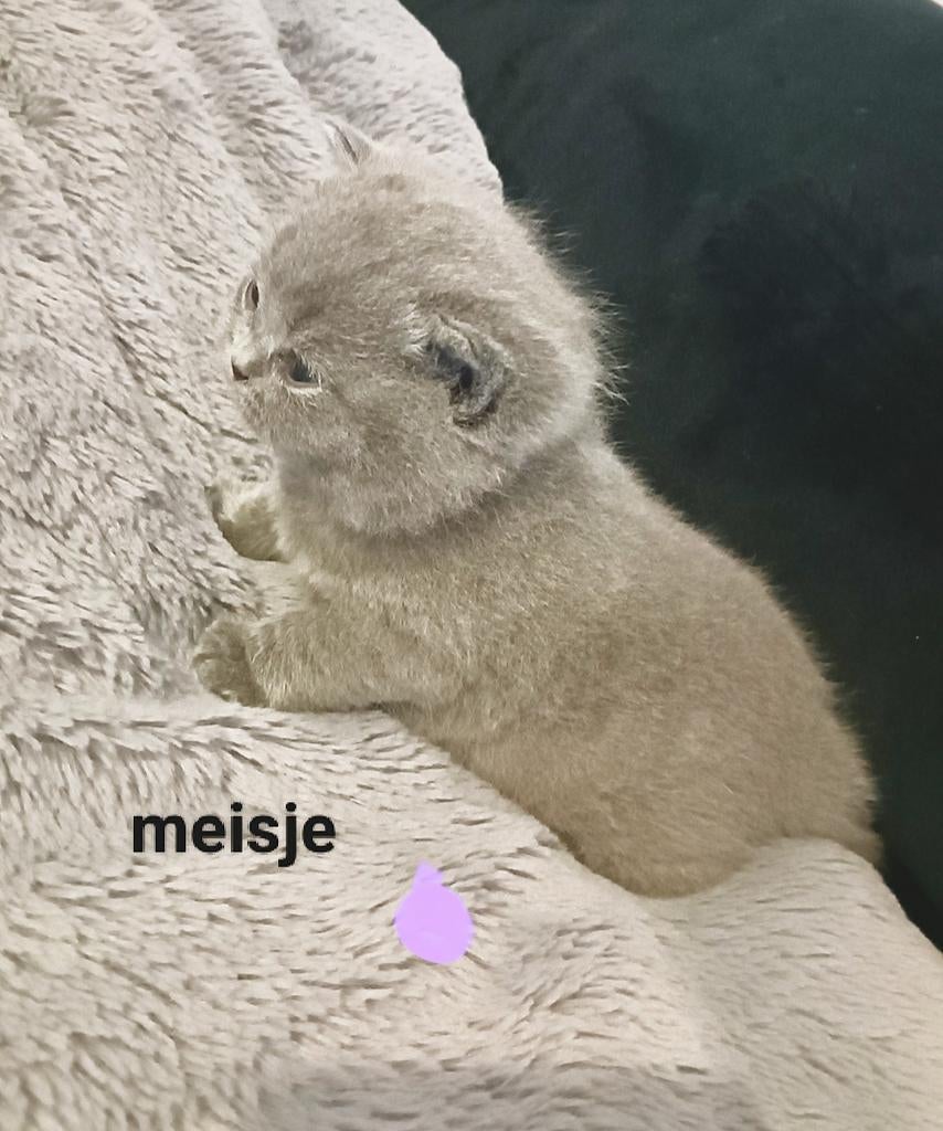 Britse korthaar kittens, Meerdere dieren, Ontwormd, 0 tot 2 jaar