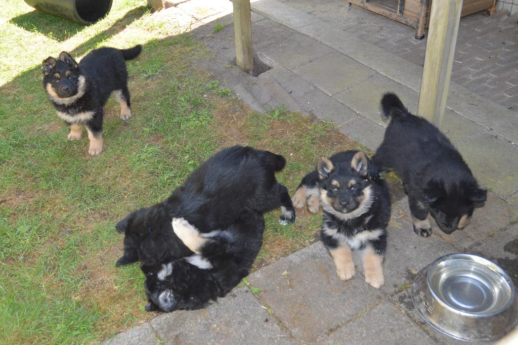 Uniek: ODH x Finse Lappenhond puppys te koop, Dieren en Toebehoren, Parvo, 8 tot 15 weken, Meerdere, Meerdere dieren