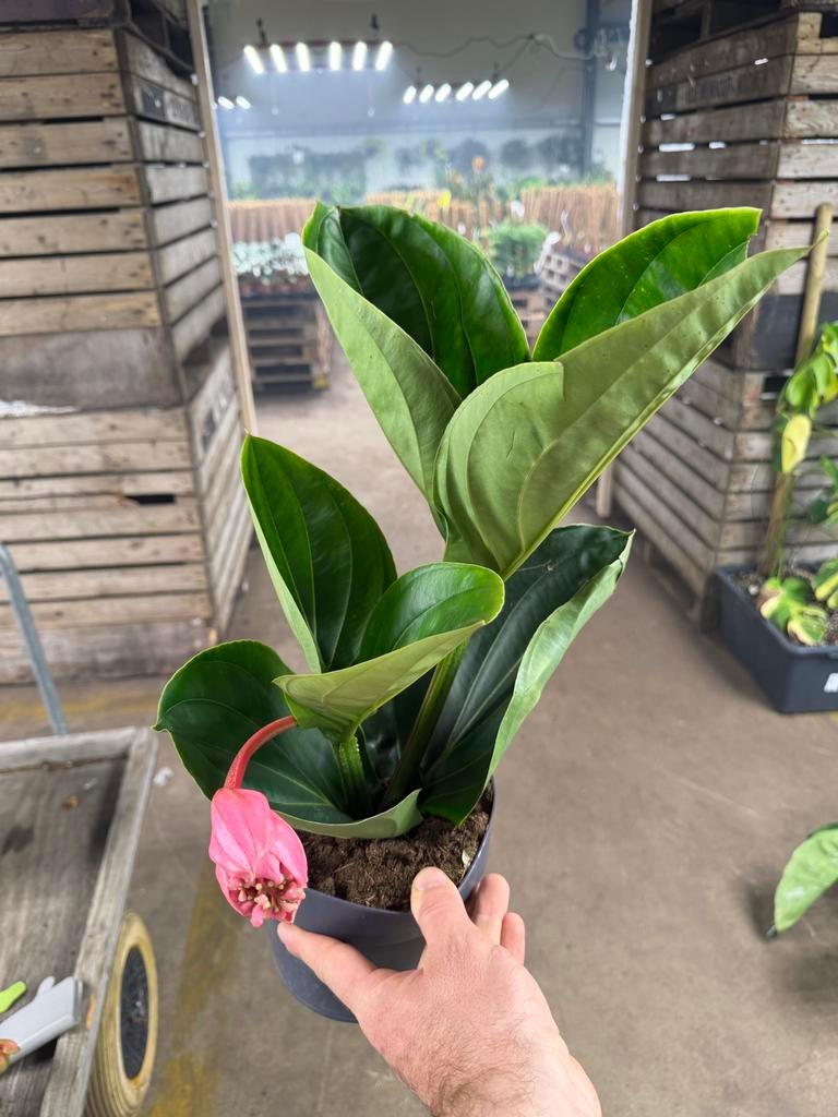 Medinilla magnifica Flamingo - Pot 17 cm, Overige soorten, In pot, Minder dan 100 cm, Bloeiende kamerplant