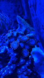 Koraalstek, montipora, pavona utter chaos, Vis