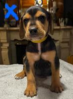 Prachtige kruising pups, Parvo, 8 tot 15 weken, Meerdere, Meerdere dieren