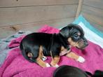 Prachtige jack russel jackrussel pups zoeken forever home, Parvo, Jack Russell Terriër, Reu, 8 tot 15 weken