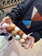 Kleurrijke Kuikens – Kleurleggers (Easter Eggers), Dieren en Toebehoren, Meerdere dieren, Kip