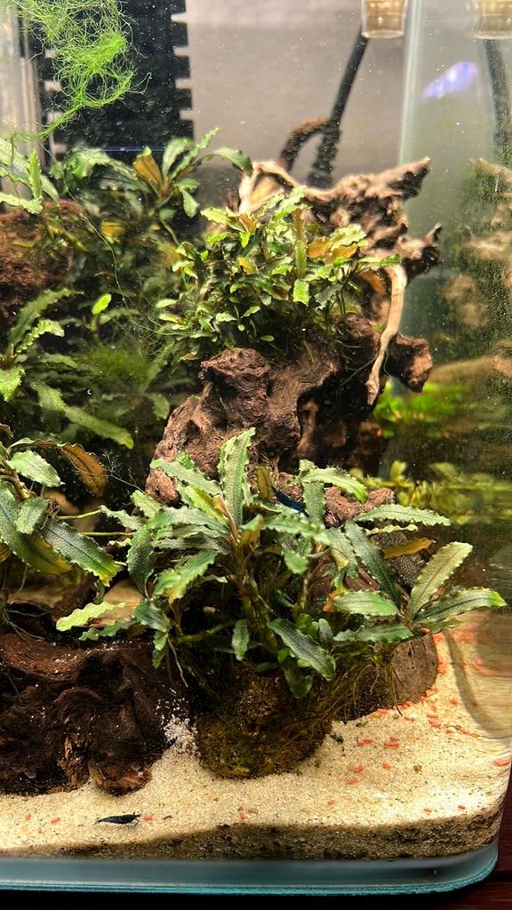 Bucephalandra, Ophalen of Verzenden, Zo goed als nieuw, Plant(en), Steen of Hout