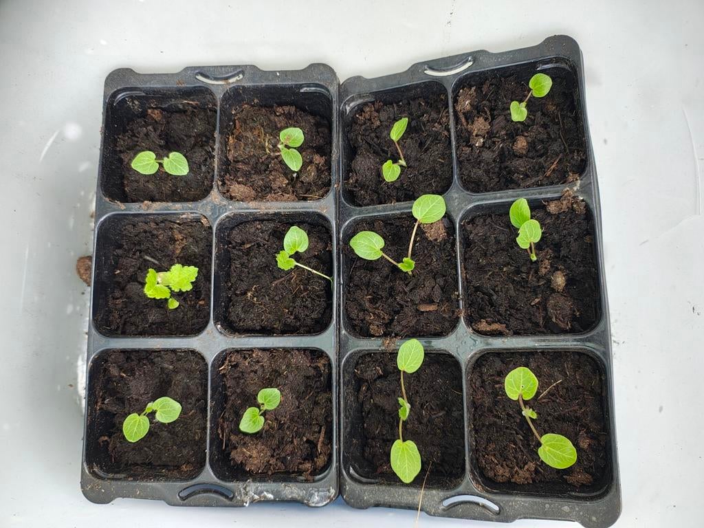 Treetje stokrozen (6 plantjes) kleur onbekend, Tuin en Terras, Ophalen, Eenjarig, Overige soorten, Volle zon