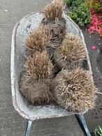 Lampenpoetsergrassen, Tuin en Terras, Ophalen, Volle zon, Vaste plant, Siergrassen