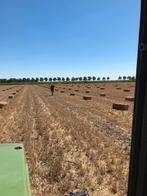 Tarwe stro, Ophalen of Verzenden, Vee