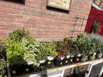 Groenten, kruiden, bloemen en vaste planten - Hobbykwekerij, Tuin en Terras, Ophalen, Eenjarig, Groenteplanten, Volle zon