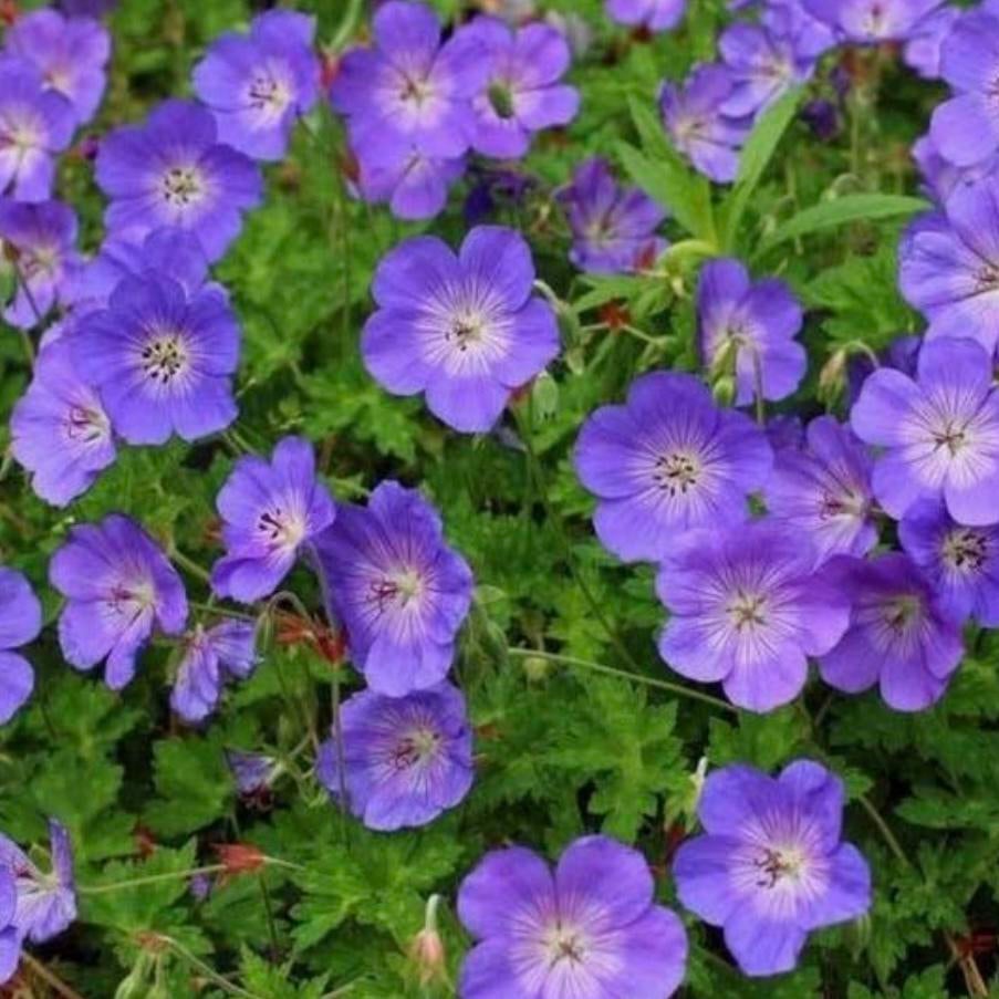 Gezocht: stekje van geranium ‘Rozanne’, Tuin en Terras, Planten | Tuinplanten, Ophalen, Overige soorten, Volle zon