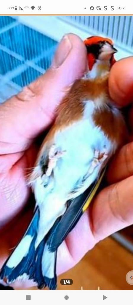 te koop parva putter man van 2025 super gezond, Dieren en Toebehoren, Vogels | Overige Vogels