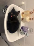 Gezocht: Speelkameraadje voor onze kitten, Poes