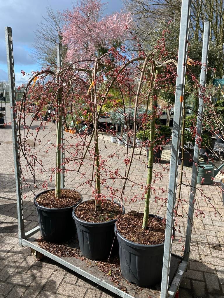 Cascade Ruby Treurboom - Sierlijke Japanse Esdoorn, Tuin en Terras, Planten | Bomen, Treurboom, Lente, 100 tot 250 cm, Ophalen