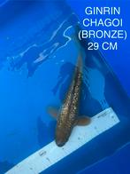 Te koop: Prachtige Ginrin Chagoi koikarper Import, Karper of Koi