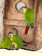 jonge pyrrhura, Geslacht onbekend, Parkiet, Geringd