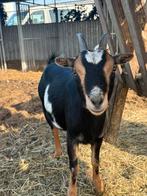 Prachtige black & tan geit - 1,5 jaar oud, Dieren en Toebehoren, Vrouwelijk, Geit