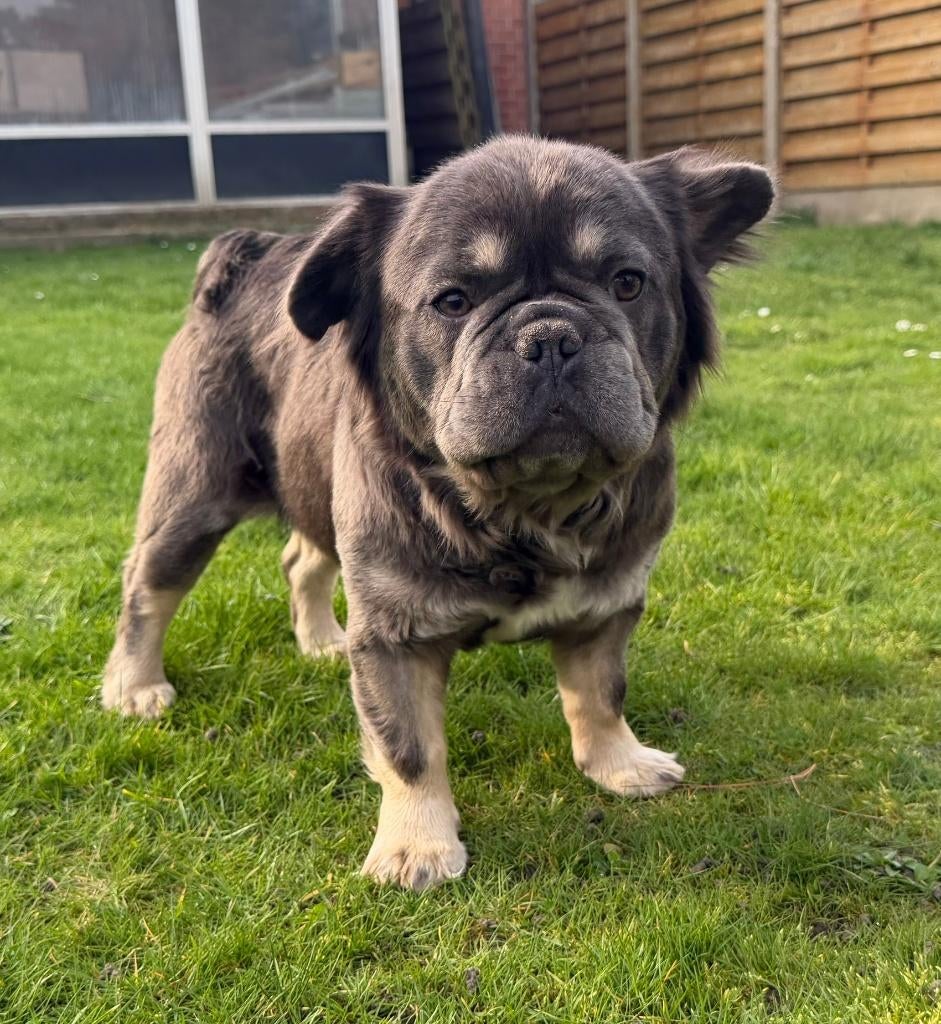 Fluffy Frenchie Fluffy Franse bulldog, België, Fokker | Hobbymatig, 1 tot 2 jaar, Teef