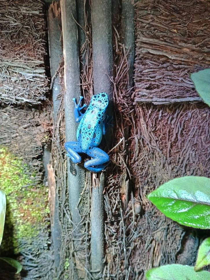 Mooi koppel Dendrobates Azureus . Frog - female for sale from sales