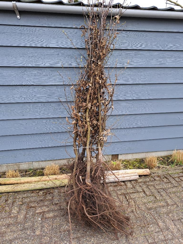 Carpinus betulus ( haagbeuk)  135 x . Ca 150 cm en 80cm hoog, Tuin en Terras, Planten | Tuinplanten, Overige soorten, Vaste plant