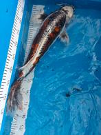 Koi   mogelijk Benikumonryo   ca 60 cm, Karper of Koi