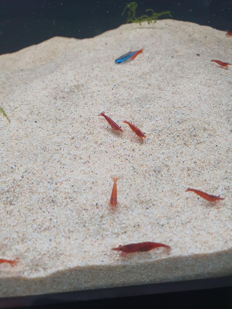 Rode cherry garnalen, Kreeft, Krab of Garnaal