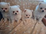 Pomeranian/ pomeriaan / dwergkees, Parvo, Keeshond, 8 tot 15 weken, Meerdere