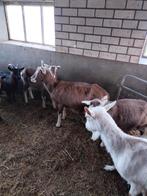 Tokkeburger geiten, Dieren en Toebehoren, Vrouwelijk, Geit, 0 tot 2 jaar