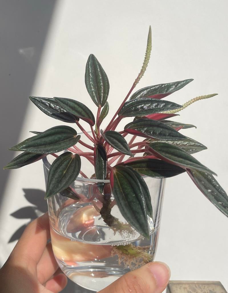Peperomia Caperata Rosso - kamerplant, Huis en Inrichting, Kamerplanten, Ophalen, Overige soorten, Halfschaduw, In pot