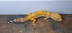 Luipaardgekko dame Tangerine Tremper Albino, Hagedis, Tam, 0 tot 2 jaar