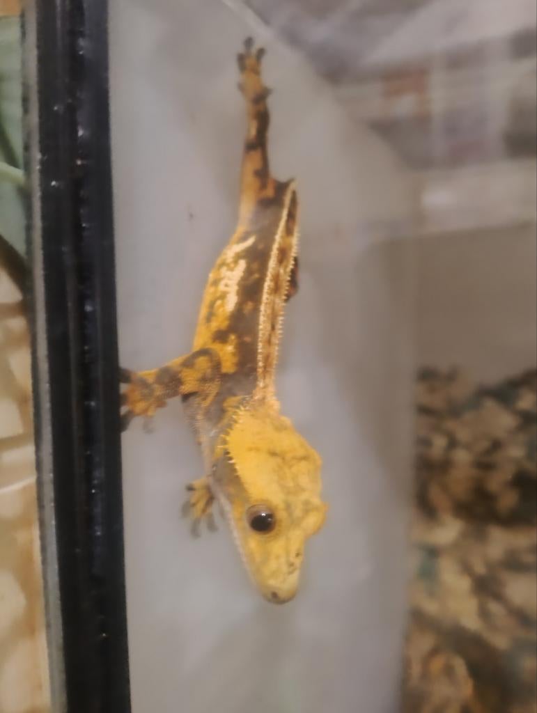 wimpergekko man met terrarium, Dieren en Toebehoren, Hagedis, 0 tot 2 jaar