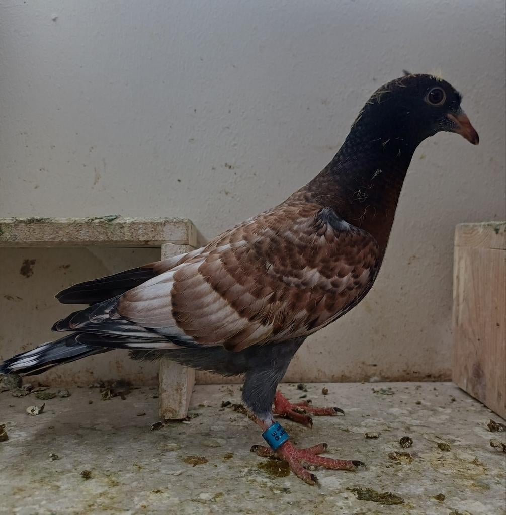 Kleurpostduif, Mannelijk, Postduif