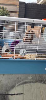 Grote hamsterkooi!, Kooi, Minder dan 75 cm, Hamster, Ophalen