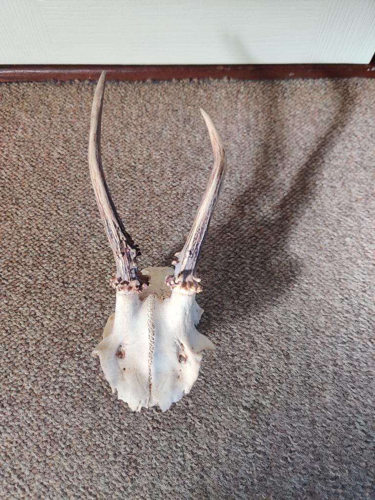 reebok gewei / schedel, Verzenden, Zo goed als nieuw, Hert, Schedel